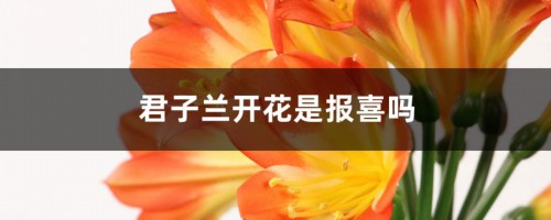 君子兰开花是报喜吗，君子兰开花的迷信说法