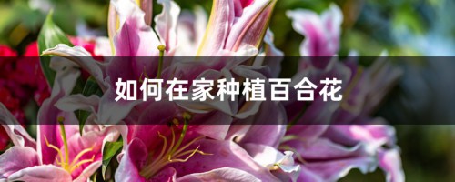 如何在家种植百合花