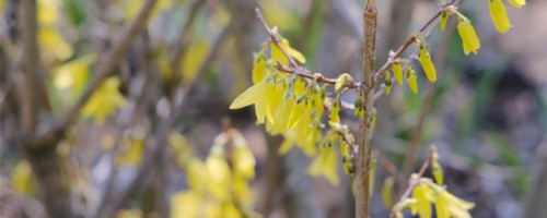 咸阳适合养什么花，市花和市树是什么