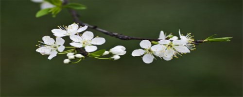 李子树怎么嫁接