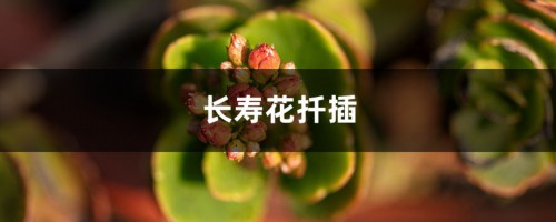 长寿花扦插