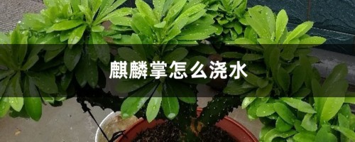 麒麟掌怎么浇水